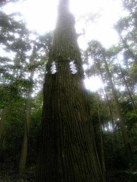 水元さんの神木