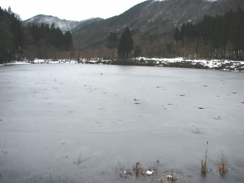 凍て付いたジュンサイ池