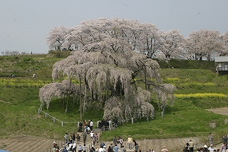 滝桜02