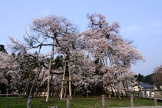 久保桜02