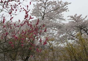 花見山24.jpg