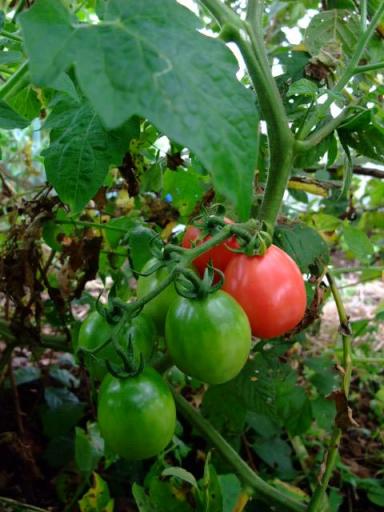 ８月自然発芽のトマト現在