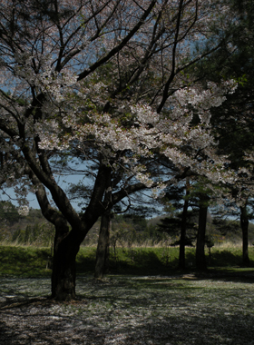 桜有難う