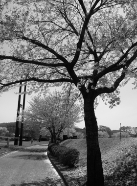 野球場近くの桜3