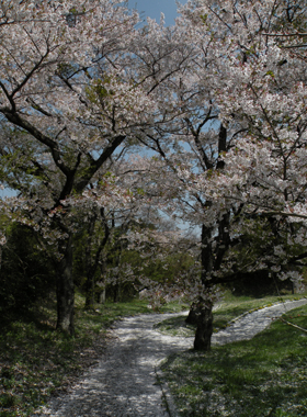 小峰城外堀近くの桜