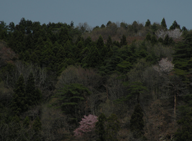 山の桜