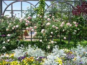 P1010510-2.jpg