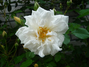 P1010347-2.jpg
