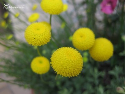 IMG_0006_1.JPG