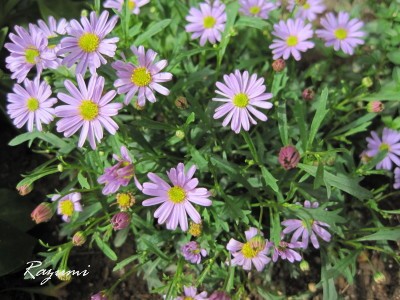 IMG_0001_1.JPG