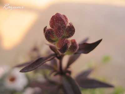 IMG_0088_1.JPG