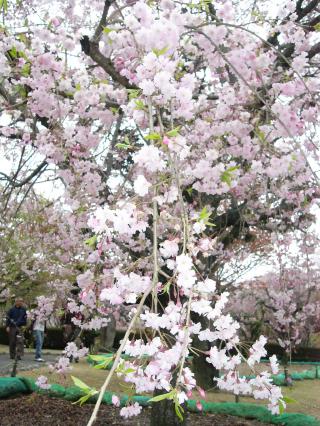 枝垂桜