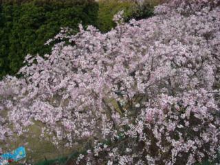 枝垂桜