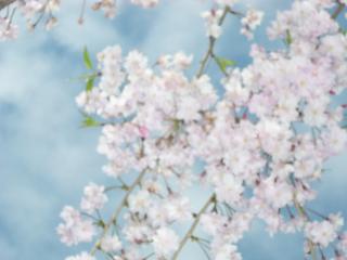 枝垂桜