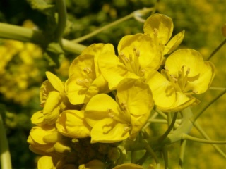 菜の花
