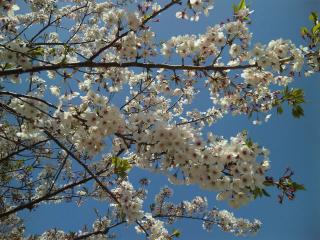 桜と青い空