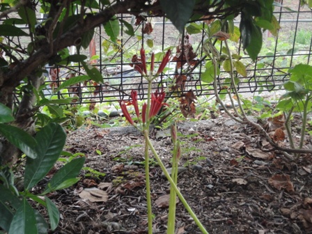 彼岸花２.jpg
